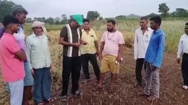 નેત્રંગ: નેત્રંગ તાલુકામાં કમૌસમી વરસાદના કારણે ૯૦૦૦ હેક્ટરથી વધુ પાક અસરગ્રસ્ત .