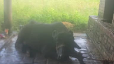 शाहगंज: खुरपका-मुंहपका से जौनपुर में पांच मवेशियों की मौत, दर्जनों बीमार