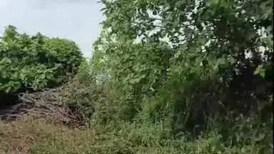 પલસાણા: મલેકપોરમાં DGVCLની નિષ્કાળજીથી બે ભેંસોનું મોત: વરસાદી આફત વચ્ચે ખેડૂતોની વધુ તકલીફ