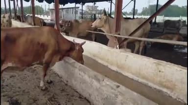 ବାଲେଶ୍ବର ମ୍ୟୁନିସିପାଲଟି: ବେଆଇନ୍ ଗୋ ଚାଲାଣ ବେଳେ ଖାନନଗର ନିକଟରେ ସ୍ଥାନୀୟ ଲୋକମାନେ ଚଢ଼ାଉ କରି ୨୮ରୁ ଅଧିକ ଗୋରୁ ଉଦ୍ଧାର