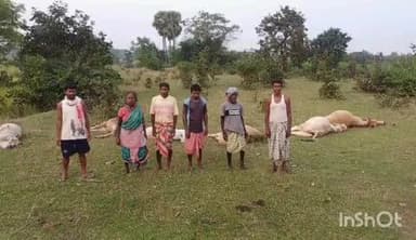 नाला: घोड़ादहा गांव में 11000 वोल्ट की तार से 6 मवेशियों की मौत, मौके पर पहुंची पुलिस