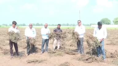 દહેગામ: કમોસમી વરસાદને કારણે દહેગામ ખેડૂતોને નુક્સાન થયું