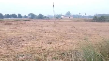 एकंगरसराय: एकंगसराय में तेज हवा-बारिश से धान की फसल गिरी, हजारों एकड़ में नुकसान, आलू बुवाई भी प्रभावित