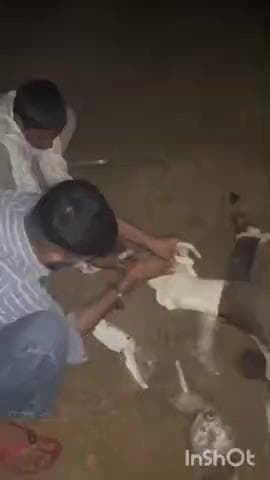 नदबई: नदबई के पास स्थित रायसीस पुलिया के पास नीलगाय ट्रेन की चपेट में आने से घायल हुई