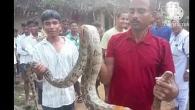 ସିମୁଳିଆ: ନହଙ୍ଗ ଦାସସାହି ରେ 12 ଫୁଟ ଲମ୍ବର ଅଜଗର ସାପ କୁ ଉଦ୍ଧାର