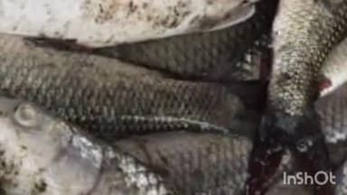 झंझारपुर: पोखर में जहरखुरानी से लाखों मछलियाँ मरीं, पट्टाधारी मल्लाह ने थाने में की शिकायत