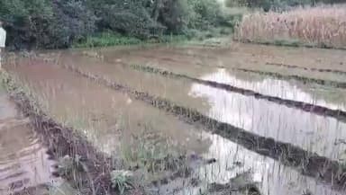 मेहकर: परतीच्या पावसामुळे नुकसान झालेल्या शेतमालाचे तात्काळ पंचनामे करा - केंद्रीय मंत्री जाधव यांचे प्रशासनाला निर्देश