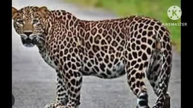 बेरीनाग: बेरीनाग के बरसायत में गुलदार ने 4 वर्षीय बच्ची पर किया हमला, बच्ची बाल-बाल बची