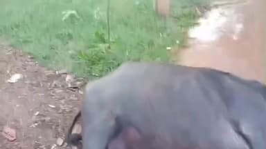 सुवासरा: शामगढ़ के सेमली हाडा में बिजली विभाग की लापरवाही से भैंस को करंट लगा, भैंस की मौत