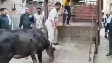 रोहतक: रोहतक नगर निगम की कार्रवाई: डेयरी सील, शिविर में ओवरफ्लो और दुर्गंध की शिकायत