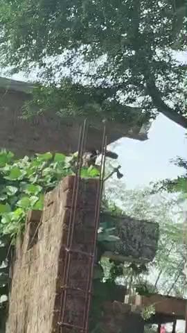 garhola jagir me ped kate ja rhe hai din me