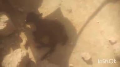 जैतपुर: जैतपुर के कोसम टोला में बैल की लड़ाई से गिरी दीवार, बकरी की मौत