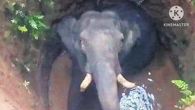 बुंडू: इचाहातू गांव के पास बाड़ेबुरु पहाड़ी जंगल में एक हाथी कुएं में गिरा