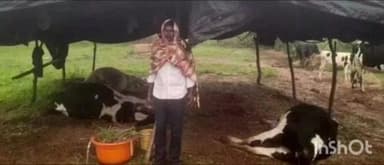 వెల్దండ: తిమ్మినోని పల్లి గ్రామంలో పిడుగుపాటుకు మూడు పాడియావుల మృతి