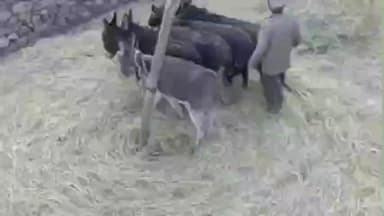 हंगरंग: किन्नौर के ऊपरी क्षेत्रों में नकदी फसलों का सीजन लगभग समाप्त, कोहलू के माध्यम से किया जा रहा काम