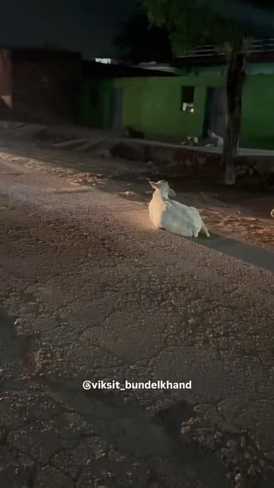 बल्देवगढ़ में सड़कों पर घूमते गौ वंश