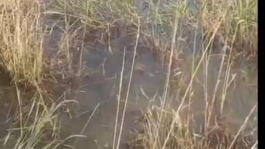 रामपुर बघेलान: बकिया बराज का गेट बंद होने से खेतों में सड़ रही धान, जनपद सदस्य की पहल पर खुले दो गेट