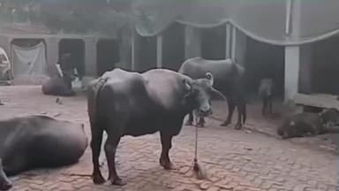 होडल: गढ़ी पट्टी में पशुओं में फैली मुंह-खुर की बीमारी, पशुपालन विभाग बेखबर, निजी डॉक्टरों से इलाज करा रहे पशुपालक