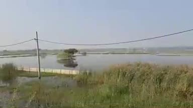 रोहतक: कलानोर में हजारों एकड़ फसल जलमग्न, प्रशासन पानी नहीं निकाल पाया, किसानों को लाखों का नुकसान