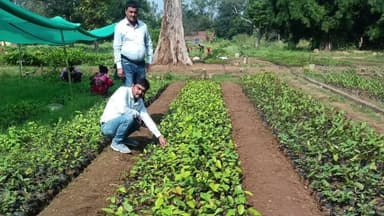 दुधि: म्योरपुर रेंज में साखू की नर्सरी तैयार, प्रदेश में पहली बार मिली सफलता, वन विभाग उत्साहित