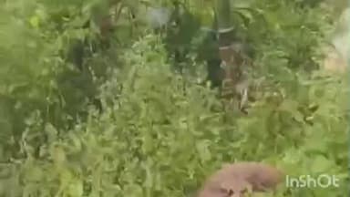 ಶಿವಮೊಗ್ಗ: ಸಂಪಿಗೆ ಹಳ್ಳದಲ್ಲಿ ಹೆಚ್ಚಾದ ಕಾಡಾನೆ ಹಾವಳಿ: ತೋಟದ ಬೆಳೆ ನಾಶ