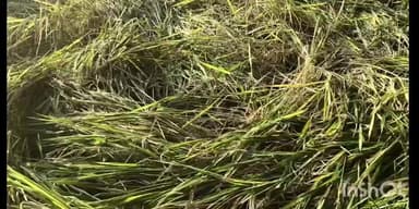 मंडणगड: मंडणगड तालुक्यात प्राण्यांच्या उपद्रवामुळे वन विभागाकडून तीन वर्षात तीस लाखाची नुकसान भरपाई