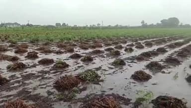 માળીયા હાટીના: માળીયાહાટીના તાલુકામાં કમોસમી વરસાદથી થયેલ નુકસાન બાબતે વહેલી તકે સહાયની માંગ કરવામાં આવી છે