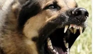 बिलारी: जरगांव में पागल कुत्ते का आतंक, बिलारी के कई गांवों में बच्चों में डर का माहौल, कई लोगों को काट चुका