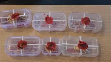 कनाड़िया: कनाड़िया क्षेत्र में चेन लूट करने वाले बदमाश पकड़े गए, दोनों छात्र महंगे शौक के लिए करते थे लूट