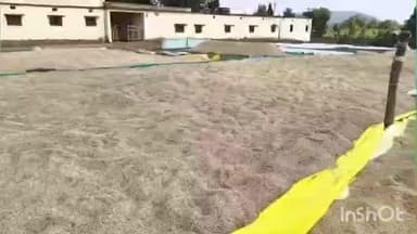 लाखनी: परतीच्या पावसाने जिल्ह्यात हाहाकार! ओल्या धानपिकावर बुरशी : शेतकऱ्यांची अन्न वाचविण्याची झुंज सुरू