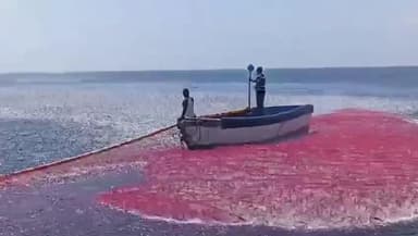 ಅಂಕೋಲ: ಬೇಲೇಕೇರಿ, ಮುದಗಾ ಸಮುದ್ರ ವ್ಯಾಪ್ತಿಯಲ್ಲಿ ತಾರ್ಲೇ ಮೀನುಗಳ ಭರ್ಜರಿ ಬೇಟೆ