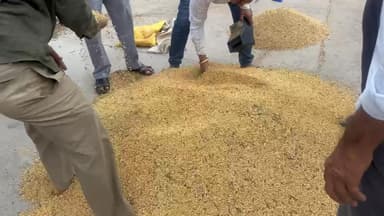 बकानी: बखानी कृषि उपज गौण मंडी में सोयाबीन 44 सौ रुपये प्रति क्विंटल के भाव से बिक, कल कार्तिक पूर्णिमा पर मंडी बंद रहेगी