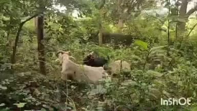 मनोहरपुर: ग्रामीणों ने पशु तस्करों को पकड़ा, प्रशासन ने जरूरतमंदों को मवेशी वितरित किए