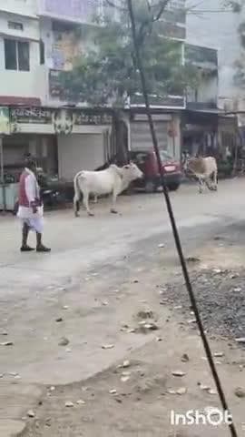 तराना: तराना में मवेशियों से हो रहे हादसों से शहरवासी परेशान