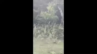 தாளவாடி: ஆசனூர் மைசூர் தேசிய நெடுஞ்சாலை வனப்பகுதி ஒட்டி சிறுத்தை நடமாட்டம் உள்ள வீடியோ சமூக வலைத்தளங்களில் பரவி பெரும் வைரல்