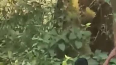 नीमडीह: लाकड़ी के बुरूडीह जंगल में घायल हाथी का छठे दिन भी चला इलाज