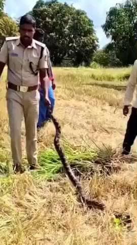 ಮುಂಡಗೋಡ: ಹಳ್ಳದಮನೆ ಗ್ರಾಮದಲ್ಲಿ ಭತ್ತ ಕಟಾವು ಮಾಡುತ್ತಿರುವಾಗ ಬೃಹತ್ ಹೆಬ್ಬಾವು ಪ್ರತ್ಯಕ್ಷ ಕೃಷಿ ಕಾರ್ಮಿಕರಲ್ಲಿ ಆತಂಕ