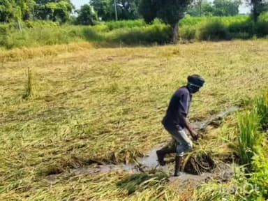 चिमूर: निसर्ग राजा ने बळीराजाच्या तोंडचा घास हिरावला