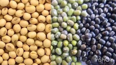 बुलढाणा: आधारभुत किंमत योजना; मुंग, उडिद व सोयाबिन खरेदीसाठी नोंदणी करण्याचे आवाहन