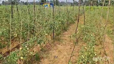 भवनाथपुर: हरिहरपुर के किसानों की फसलें नीलगायों के आतंक से बर्बाद, तूफान के बाद अब नई मुसीबत