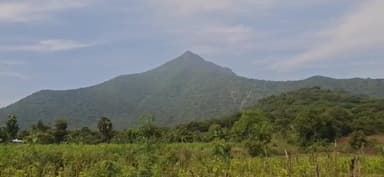 வாழப்பாடி: மாரியம்மன் புதூர் பகுதியில் கம்பி வேலி சிக்கி ஆண் மான் உயிரிழப்பு வனத்துறையினர் விசாரணை