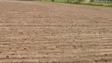 पीसांगन: पीसांगन में मावट की पहली बारिश से किसानों पर मिला-जुला असर, कुछ फसलों को मिला संजीवन