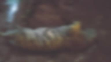 लालबर्रा: बाघिन का शव जलाने का मामला: सोनेवानी रिजर्व से फरार डिप्टी रेंजर टीकाराम जबलपुर से गिरफ्तार, वनरक्षक अभी भी फरार