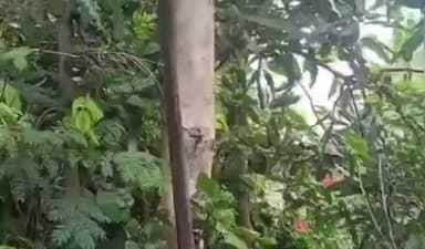 मोहखेड़: सिंगापुर में घर की बाउंड्री के पास जहरीला सांप पेड़ पर चढ़ा, देखने के लिए उमड़ी भीड़, वीडियो वायरल