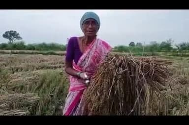 लाखांदूर: धानाची नुकसान भरपाई देण्यासाठी लोकप्रतिनिधीकडे साकडे; व्हिडिओ झाला व्हायरल