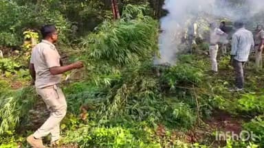 ନାକଟିଦେଉଳ: ପୋଲିସ ଓ ଅବକାରୀ ବିଭାଗ ର ମିଳିତ ଚଢାଉ ,କରି ଏକର ଏକର ଜମିରେ ନଷ୍ଟ କଲା ହଜାର ହଜାର ଗଞ୍ଜେଇ ଗଛ