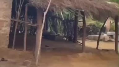 जालौर: जालौर में रहस्यमयी मौतों का कहर, भेड़-बकरियों की ताबड़तोड़ मौत से पशुपालक बेहाल, जांच अब भी अधूरी