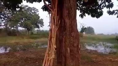 मनातू: मनातू वन क्षेत्र में अवैध पेड़ कटाई से ग्रामीणों में आक्रोश, कार्रवाई की मांग