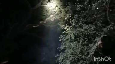 नगीना: कोतवाली देहात क्षेत्र के गांव झलरी में पेड़ पर चढ़े 14 फीट लंबे, 50 किलो वजनी अजगर सर्प का किया गया रेस्क्यू