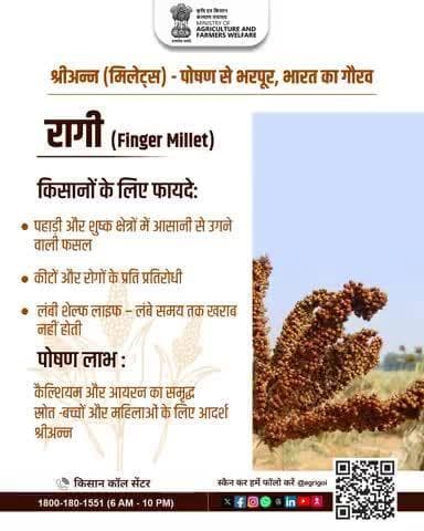 रागी: पौष्टिक श्रीअन्न, जो शुष्क क्षेत्रों में आसानी से उगती है। कैल्शियम व आयरन से भरपूर, सेहत के लिए लाभदायक। #ShreeAnna